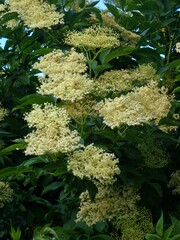 Sambucus nigra