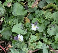Viola arvensis
