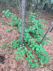 Erythrina herbacea