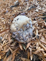 Pseudoinonotus dryadeus