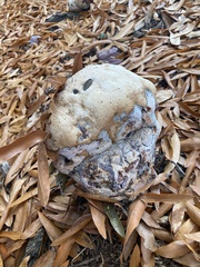 Pseudoinonotus dryadeus