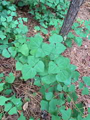 Erythrina herbacea
