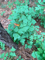 Erythrina herbacea