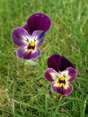 Viola × wittrockiana