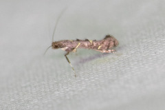 Caloptilia triadicae