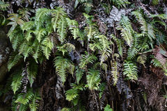 Cranfillia vulcanica