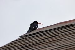 Phoeniculus purpureus