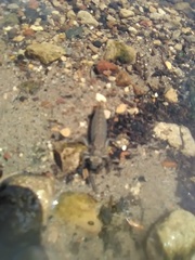 Gomphidae