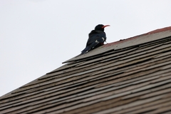 Phoeniculus purpureus