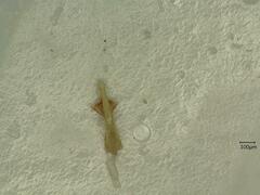 Tremulicerus vitreus