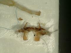 Tremulicerus vitreus