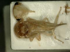 Tremulicerus vitreus