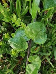 Solanum africanum