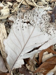 Neuroterus saltarius