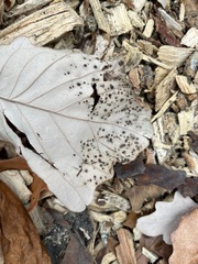 Neuroterus saltarius