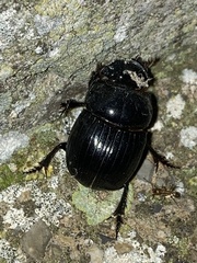Copris lunaris