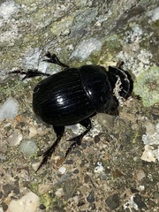 Copris lunaris