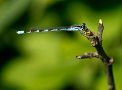 Enallagma carunculatum
