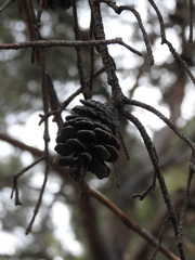 Pinus brutia