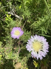 Plectocephalus chilensis