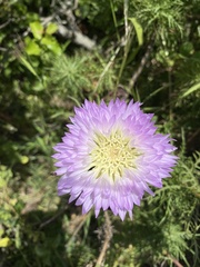 Plectocephalus chilensis