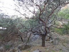 Pinus brutia