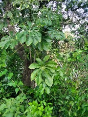 Cecropia pachystachya