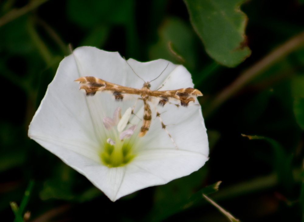 Grape and Sheppard's Plume Moths