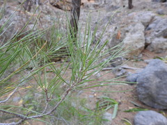 Pinus brutia