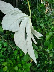 Cecropia pachystachya