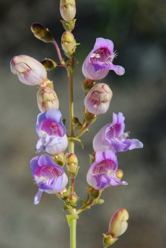 Penstemon grinnellii