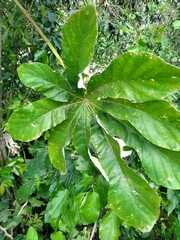 Cecropia pachystachya