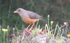 Turdus olivaceus olivaceus