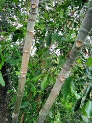 Cecropia pachystachya