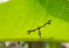Geina periscelidactylus