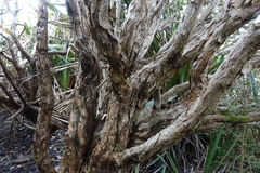 Brachyglottis buchananii