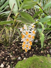 Dendrobium thyrsiflorum