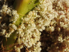 Cuscuta palaestina
