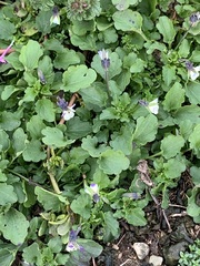 Viola arvensis