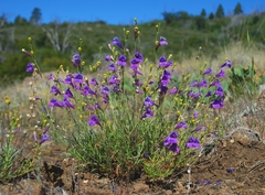 Penstemon heterophyllus australis