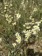 Sisyrinchium cuspidatum