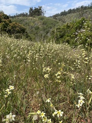 Sisyrinchium cuspidatum