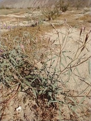 Palafoxia arida arida