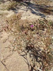 Palafoxia arida arida