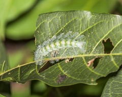 Limenitidinae