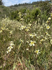 Sisyrinchium cuspidatum