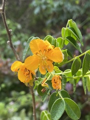 Senna stipulacea