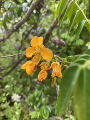 Senna stipulacea