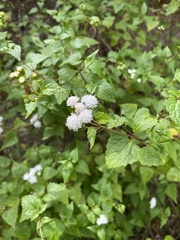 Ageratina glechonophylla