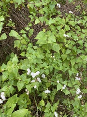 Ageratina glechonophylla